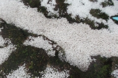 DSCF0361