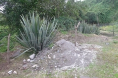 DSCF0478